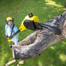 Best Lawn Disease Treatment  in East Syracuse, NY