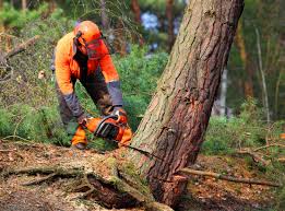 How Our Tree Care Process Works  in  East Syracuse, NY