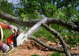 Best Stump Grinding and Removal  in East Syracuse, NY